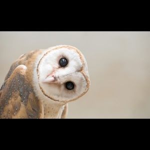 Meet your Posher, Audrey